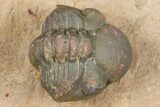 Huge, Spiny Dicranurus Trilobite With Reedops - Lghaft, Morocco #381467-2
